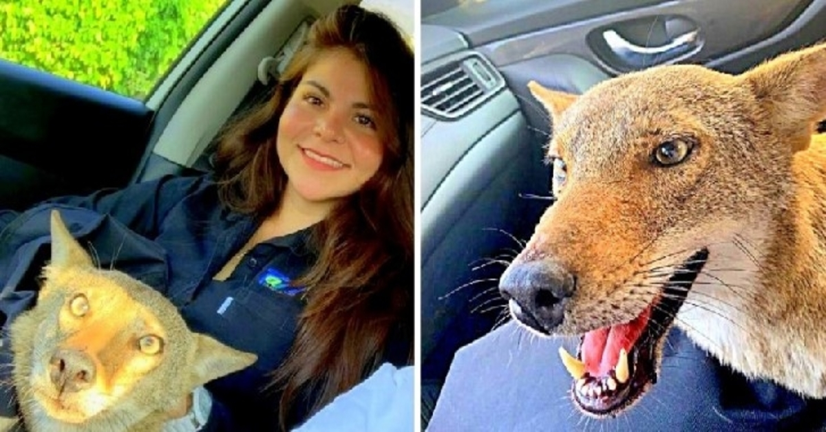 Mujer rescata a “perro herido” y se sobresalta cuando el veterinario dice que ni siquiera es un perro