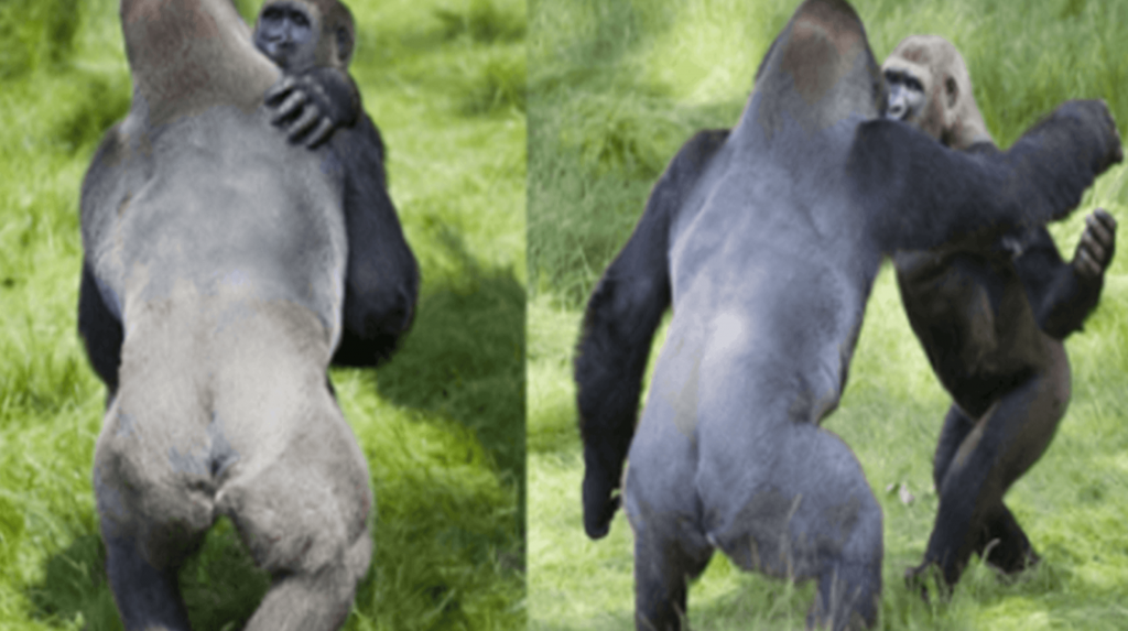 Momento conmovedor de dos gorilas abrazados que se reencuentran después de estar separados por 3 años