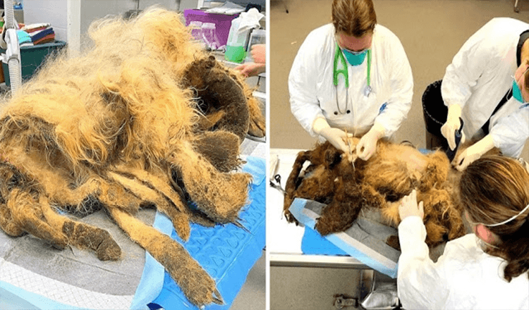 Perro anciano sufre de negligencia grave después de la muerte de su dueño, encontrado con 9 libras de piel