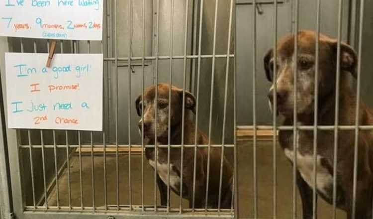 Perro solitario ha estado esperando en un refugio durante más de 7 años, le ruega a alguien que le dé una ‘segunda oportunidad’